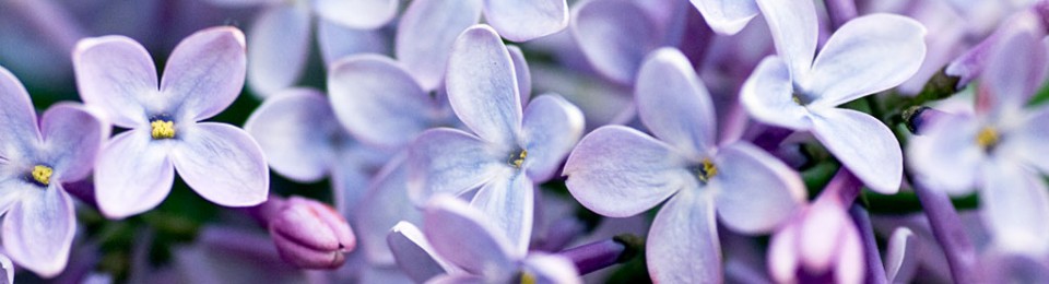Lilac Photography Writes